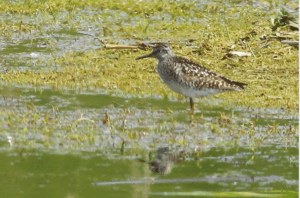 Wood sandpiper present at the reserve on 29/04/2025 (heavily cropped image) – Copyright Terry McKenna